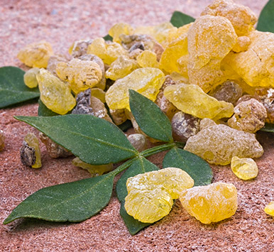 Boswellia Extract