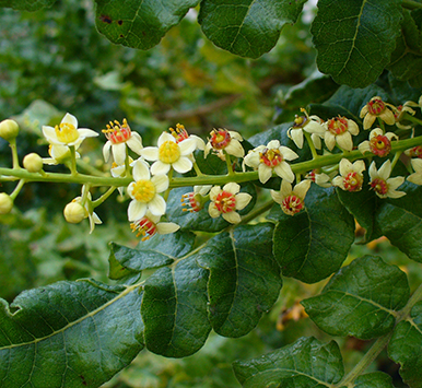 Sambrani Extract Sambrani Extract